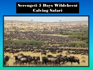 https://cdn7.slideserve.com/12514772/serengeti-5-days-wildebeest-calving-safari-dt.jpg