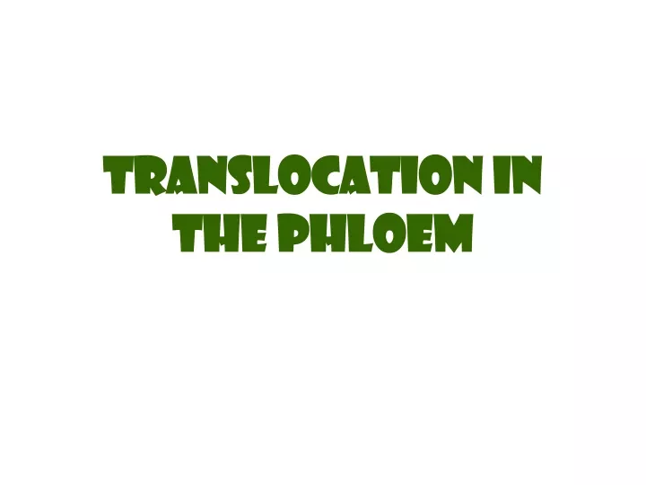 translocation in the phloem