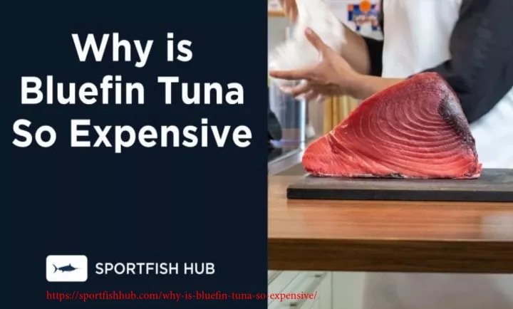 https sportfishhub com why is bluefin tuna
