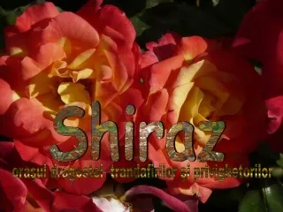 shiraz