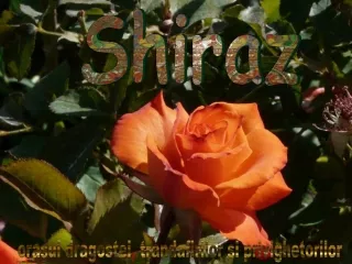 shiraz
