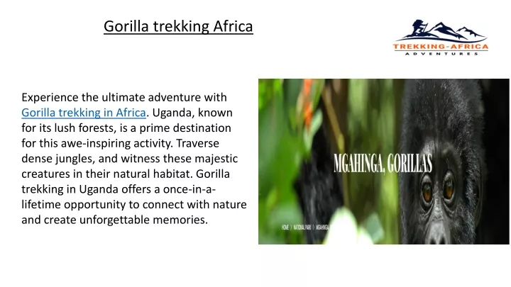 gorilla trekking africa