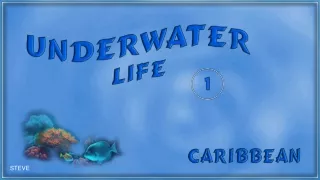 underwater life