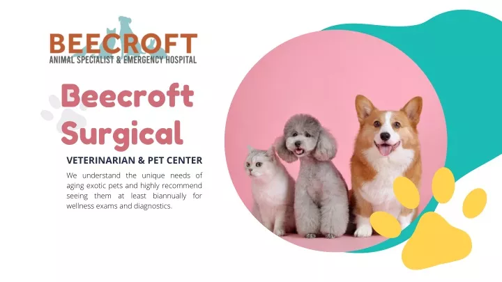 beecroft surgical veterinarian pet center