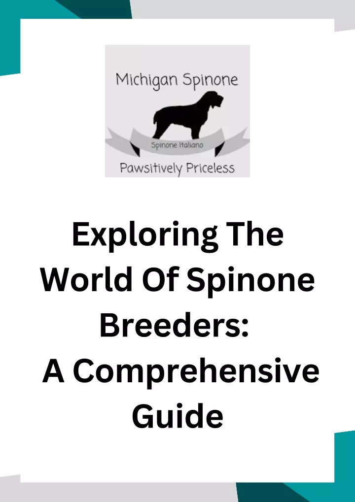 exploring the world of spinone breeders