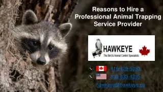 Reasons to Hire a Professional Animal Trapping Service Provider