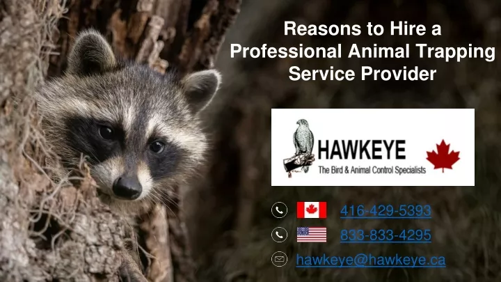 reasons to hire a professional animal trapping