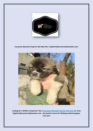 Caucasian Mountain Dog For Sale Near Me | Dogfriendlycommunitybreeders.com