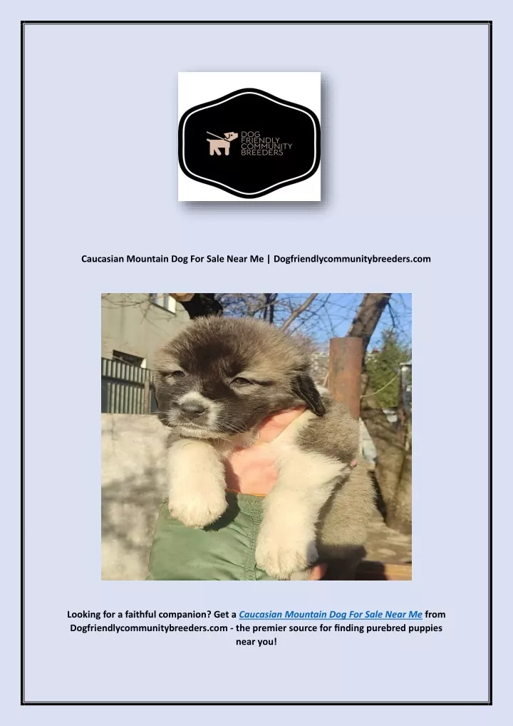 caucasian mountain dog for sale near