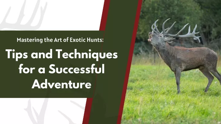 mastering the art of exotic hunts tips