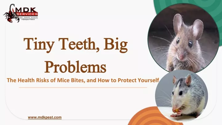 tiny teeth big problems