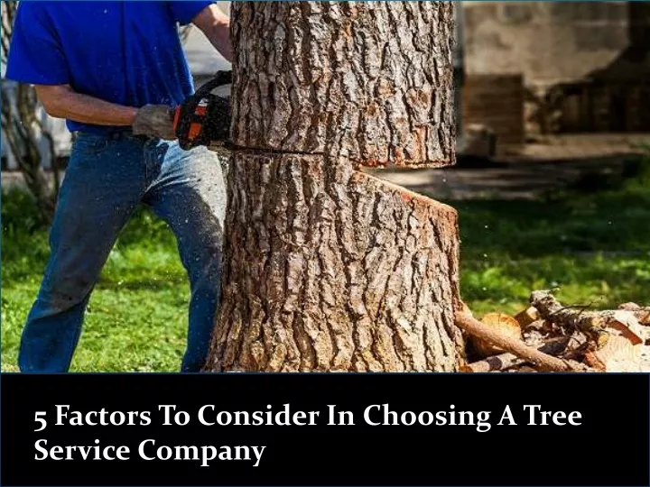 5 factors to consider in choosing a tree service