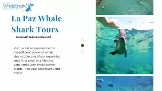 La Paz Whale Shark Tours