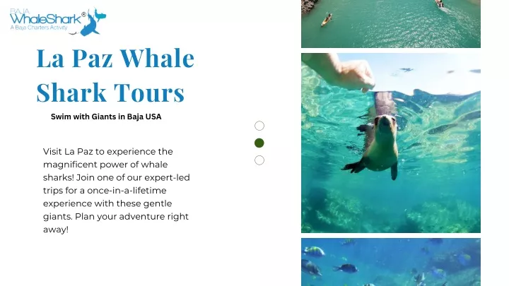 la paz whale shark tours swim with giants in baja