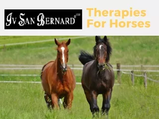 Iv San Bernard USA: Therapies for Horses for a Healthy Coat, Skin, and Body