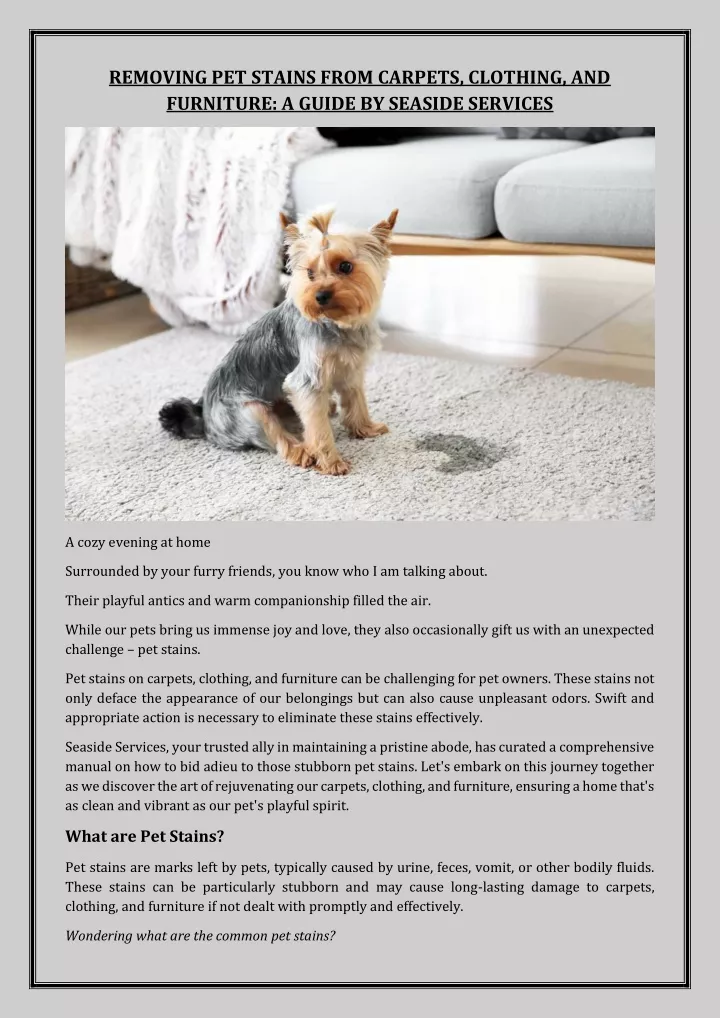 removing pet stains from carpets clothing