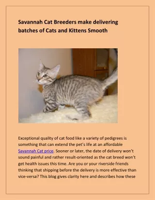 Savannah Cat breeders make delivering batches of Cats and Kittens Smooth