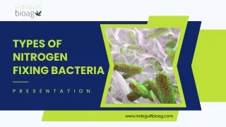 Exploring the Diversity of Nitrogen-Fixing Bacteria: A Comprehensive Overview