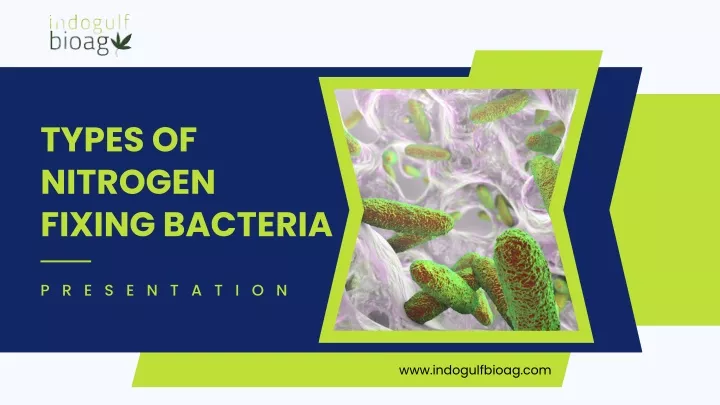 types of nitrogen fixing bacteria