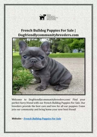 french bulldog puppies for sale