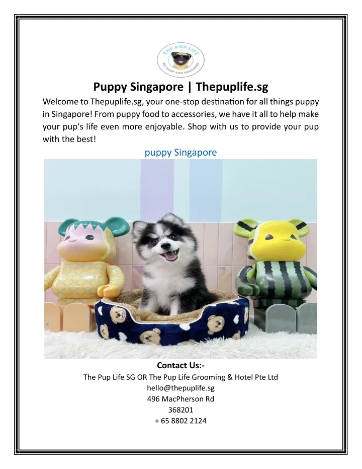 puppy singapore thepuplife sg welcome