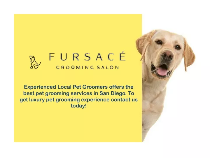 experienced local pet groomers offers the best