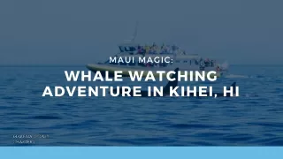 Maui Magic Whale Watching Adventure in Kihei, HI