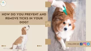 How Do You Prevent and Remove Ticks in Your Dog