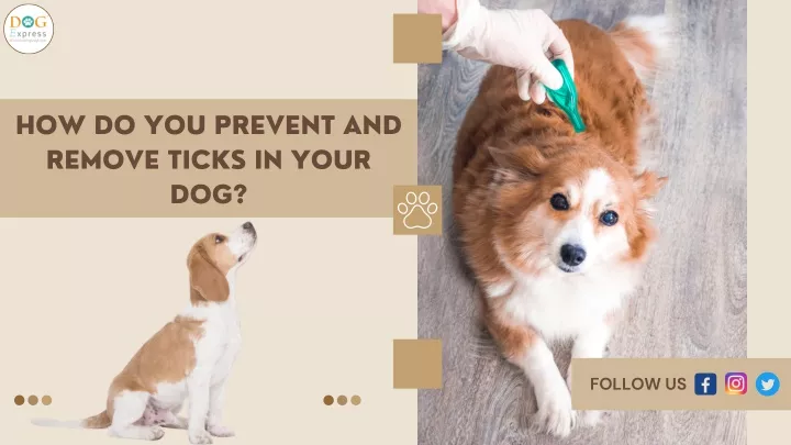 PPT - How Do You Prevent and Remove Ticks in Your Dog PowerPoint ...