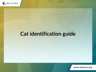 Cat Identification Guide