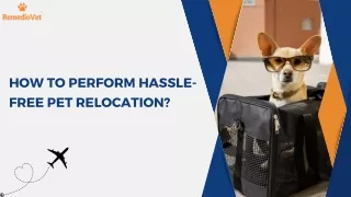 How to Perform Hassle-Free Pet Relocation?
