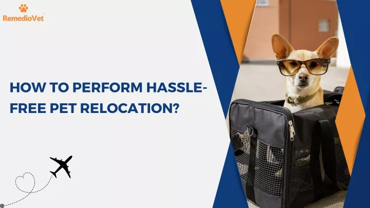 how to perform hassle free pet relocation