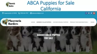 ABCA Puppies for Sale California