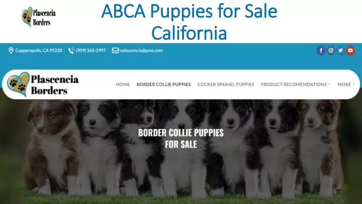 abca puppies for sale abca puppies for sale