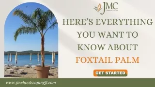 Discover Exquisite Foxtail Palm Trees for Sale Near You | JMC Landscaping
