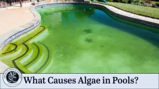 What Causes Algae In Pools?
