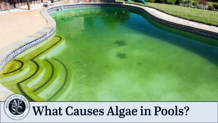 what causes algae in pools