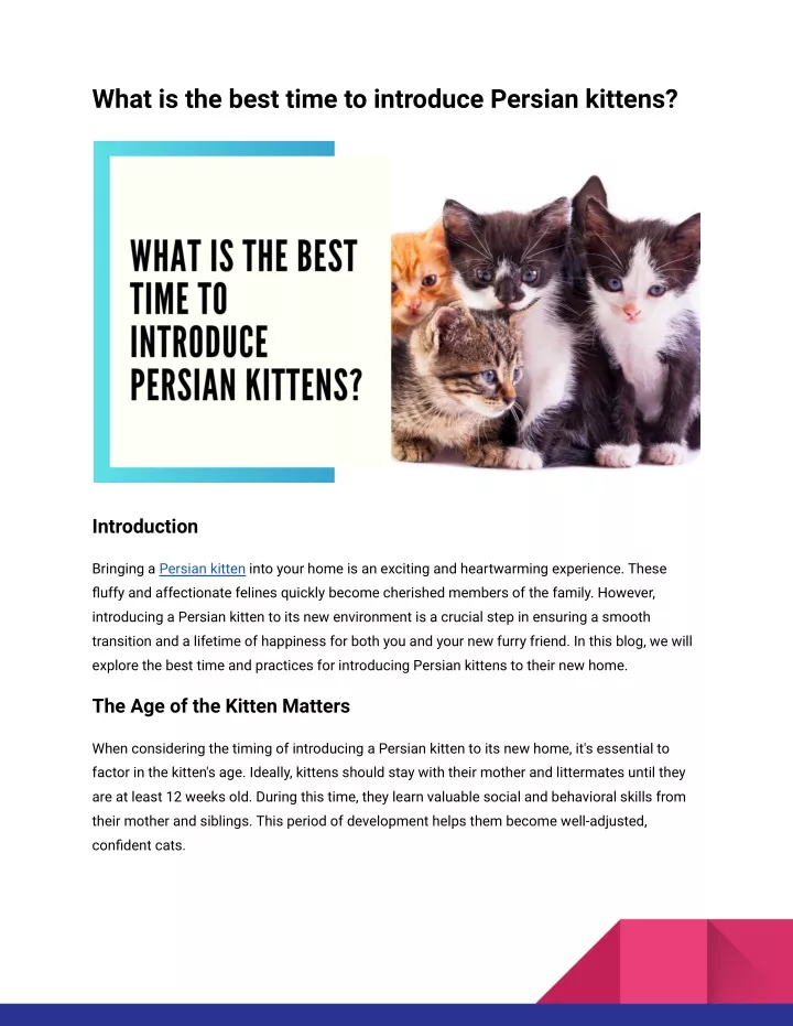 what is the best time to introduce persian kittens