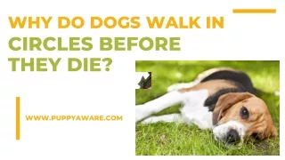 Why Do Dogs Walk In Circles Before They Die