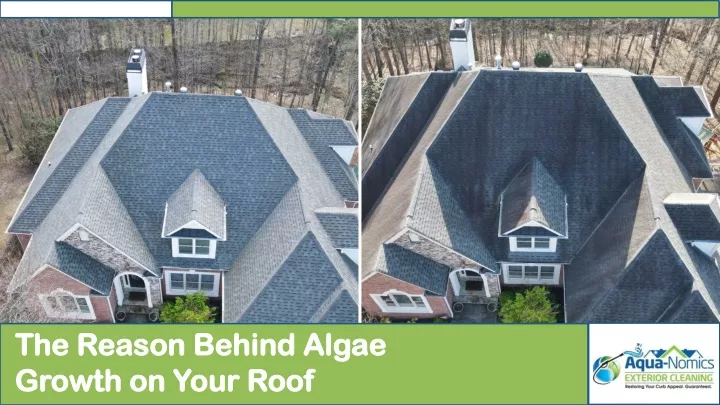 the reason behind algae growth on your roof