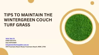 Tips To Maintain The Wintergreen Couch Turf Grass