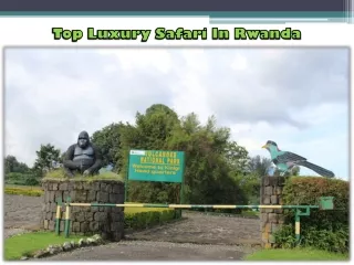 Top Luxury Safari In Rwanda