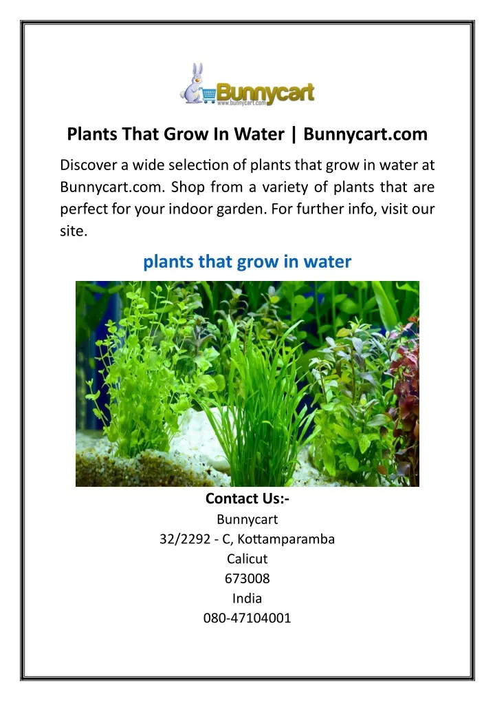 plants that grow in water bunnycart com