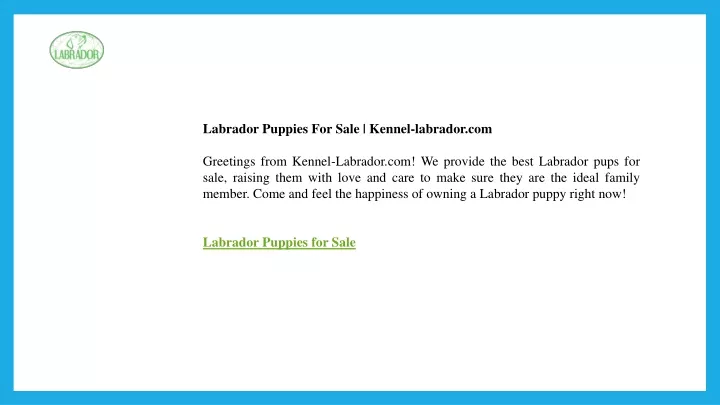 labrador puppies for sale kennel labrador