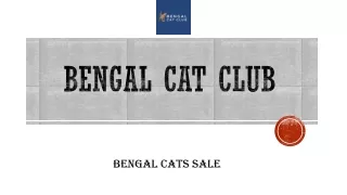 Bengal Cats Sale | Bengal Cat Club