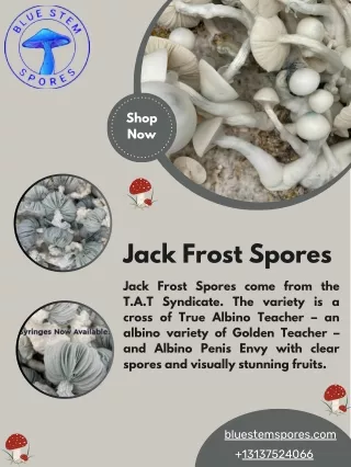 Buy Online Jack Frost Mushroom Spores | Blue Stem Spores