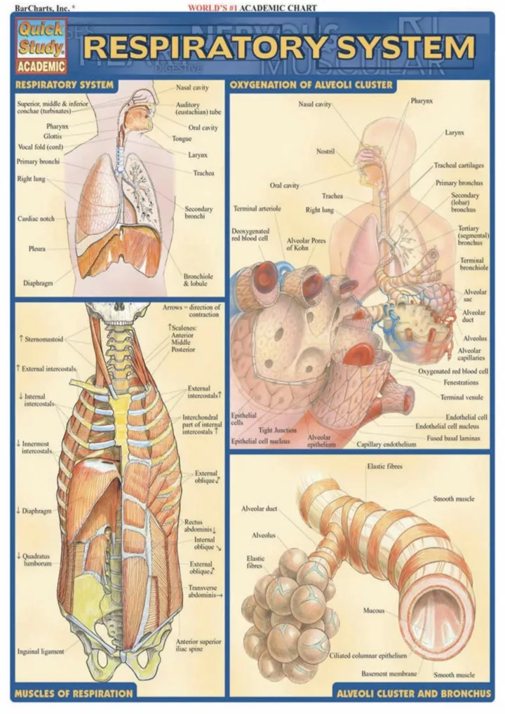 respiratory system quick study academic download