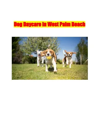 Dog Daycare In West Palm Beach