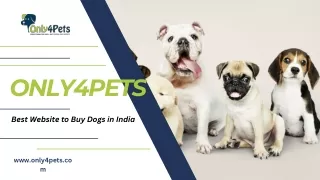 Best Website to Buy Dogs in India - Only4pets