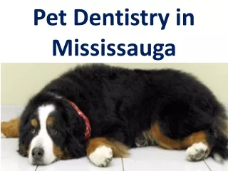 Pet Dentistry in Mississauga